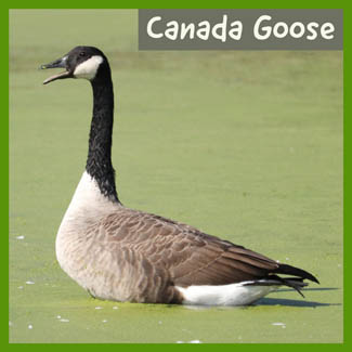 Canada Goose